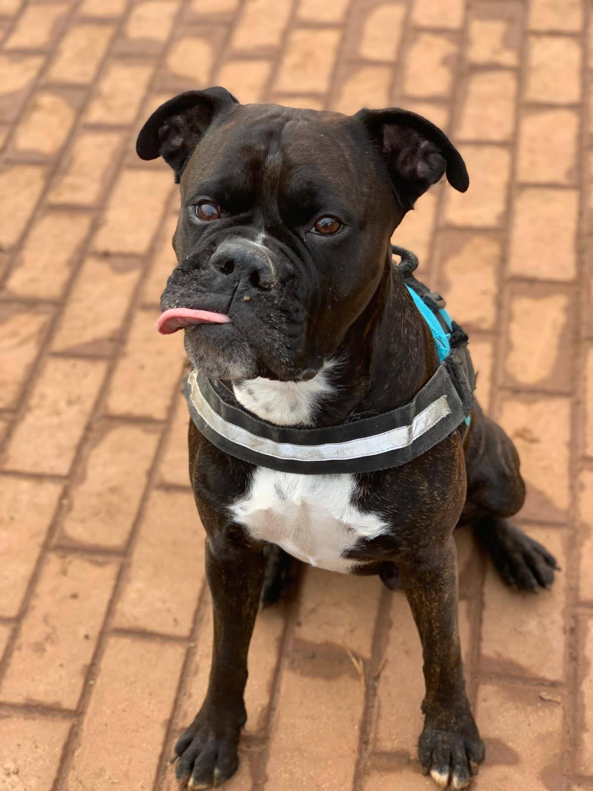 the goodest boy